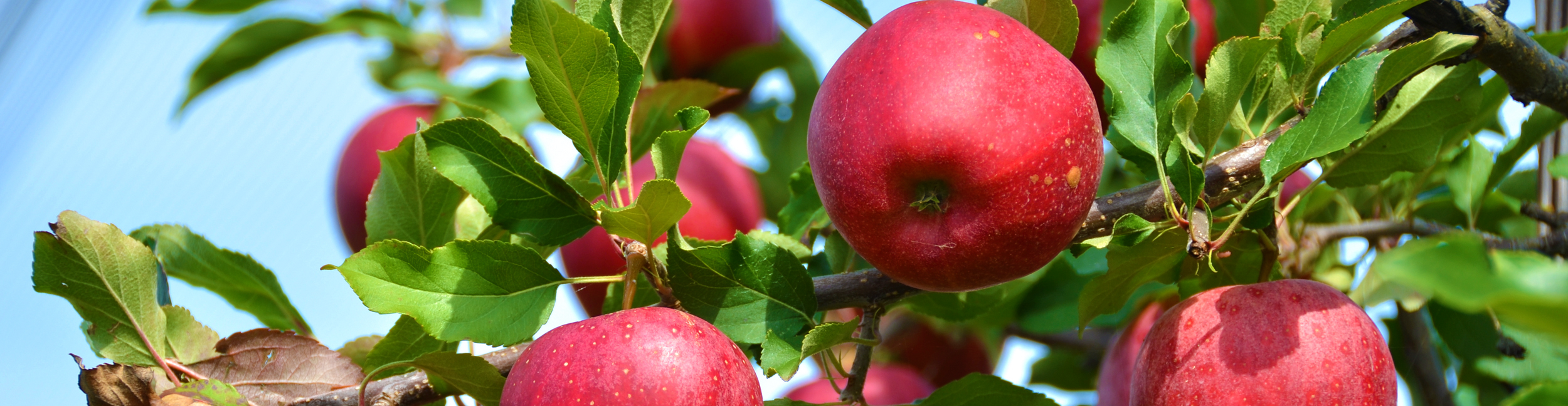 apples-on-branch-glavakis apples-on-branch-glavakis