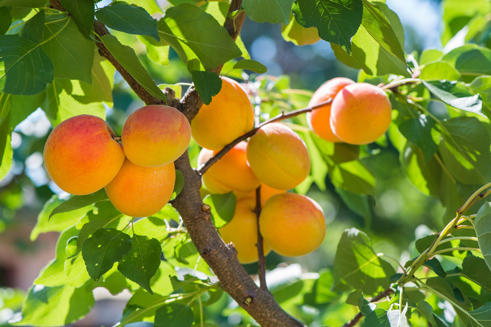 apricots-glavakis apricots-glavakis