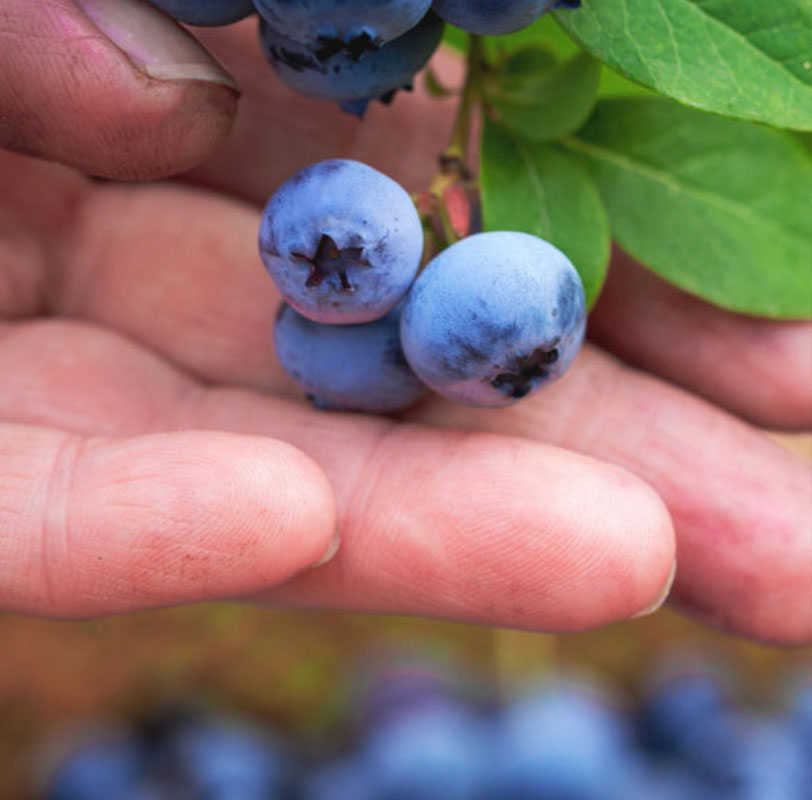 blueberries blueberries