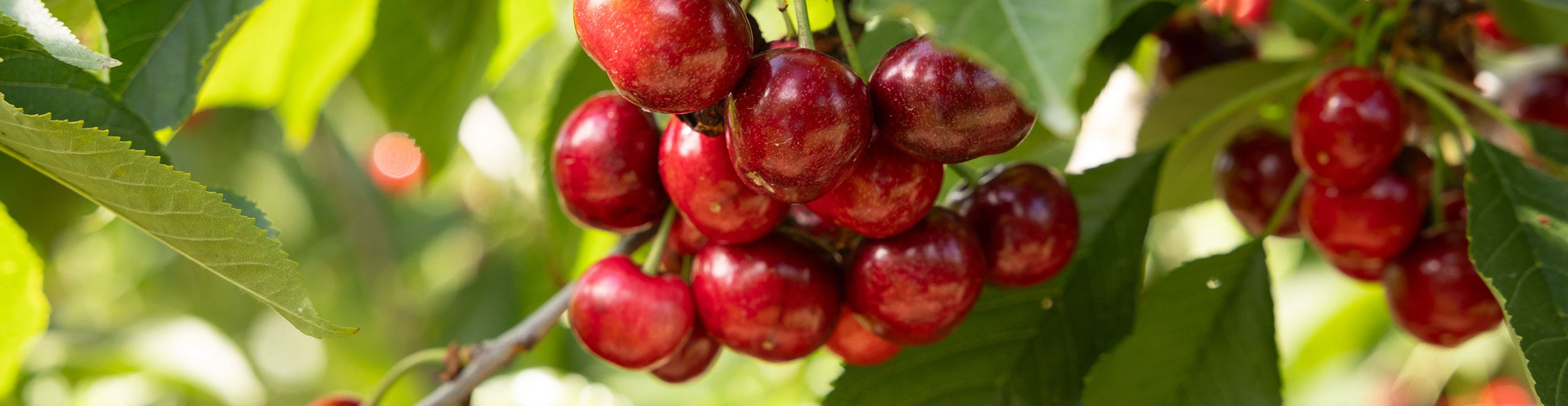 cherry cherry