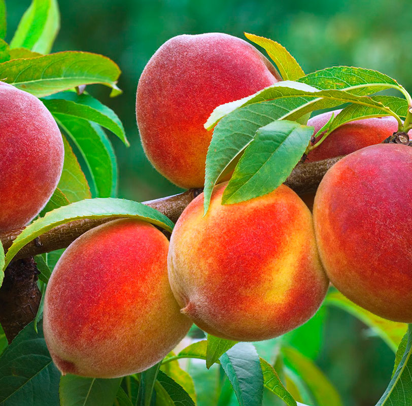 peach peach