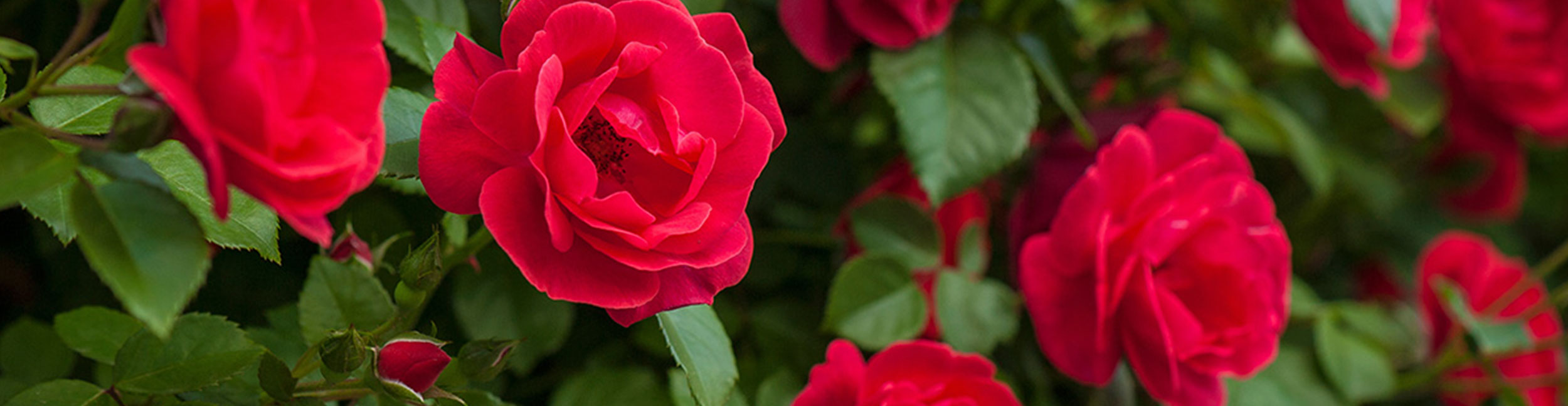 products-roses